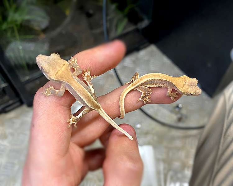 Lily White Crested Gecko - Juvenile